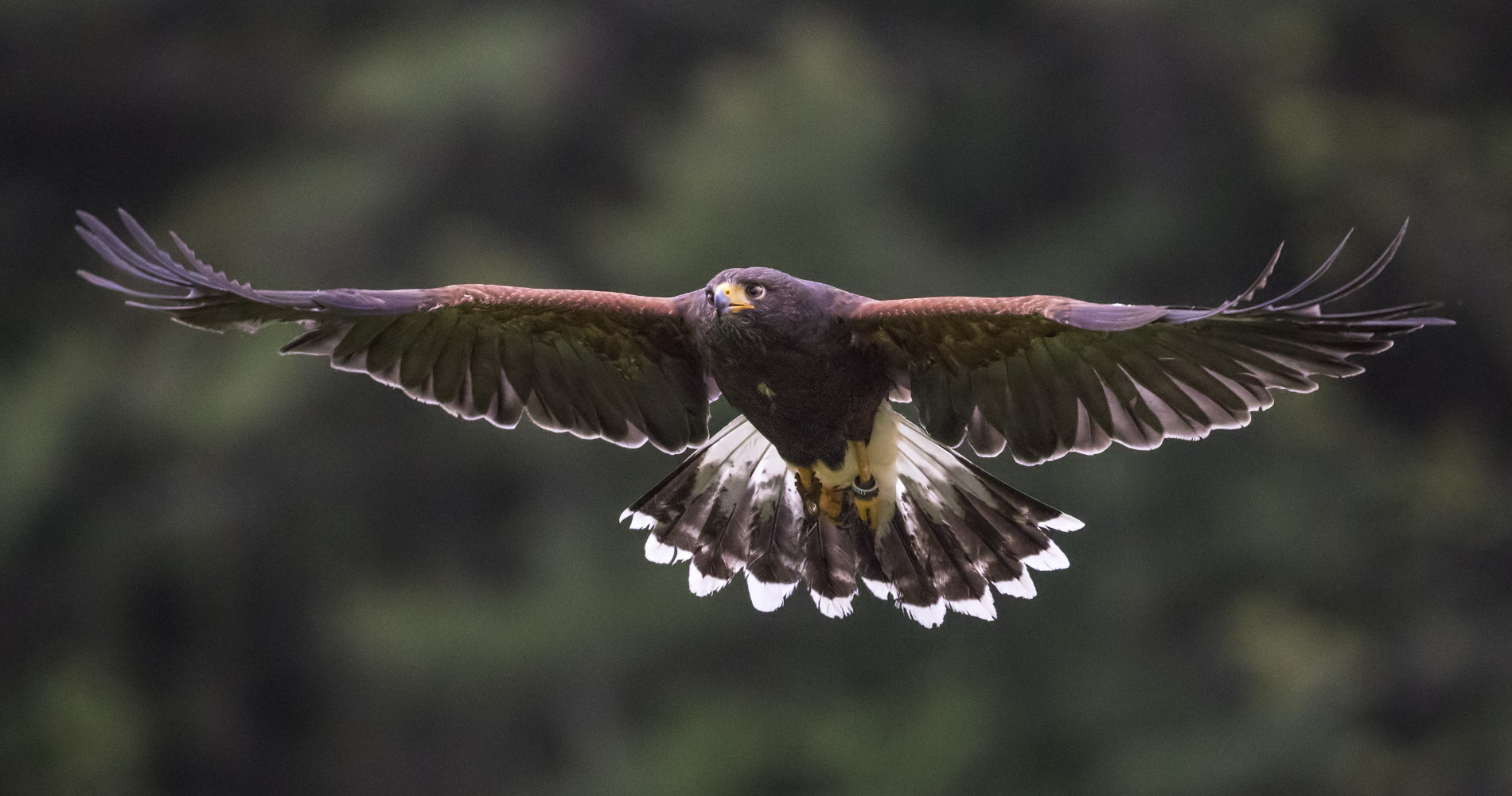 harris hawk, falconry