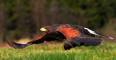 HarrisHawkInFlight